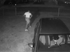 Police are searching for the hit-and-run suspect who drove a stolen Honda Accord into a St. Petersburg home and left the crash site. 