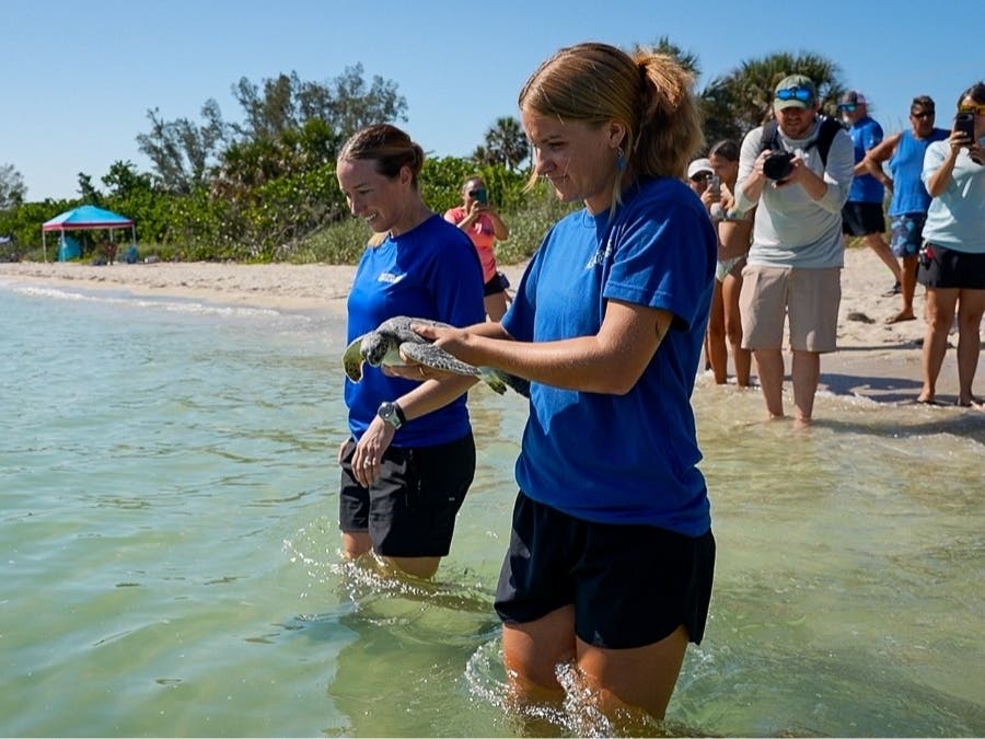 Florida Aquarium Returns Rehabilitated Green Sea Turtle To Gulf Off Anna Maria Island