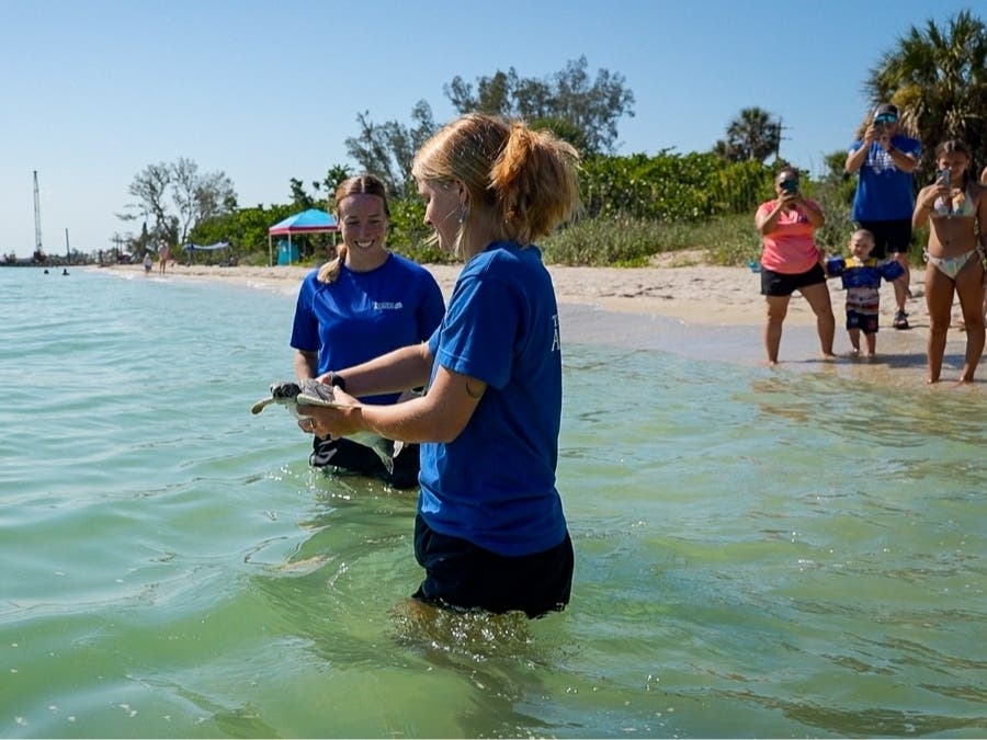 The juvenile green sea turtle was treated for months after a cold-stunning event before its Gulf release, Florida Aquarium said.