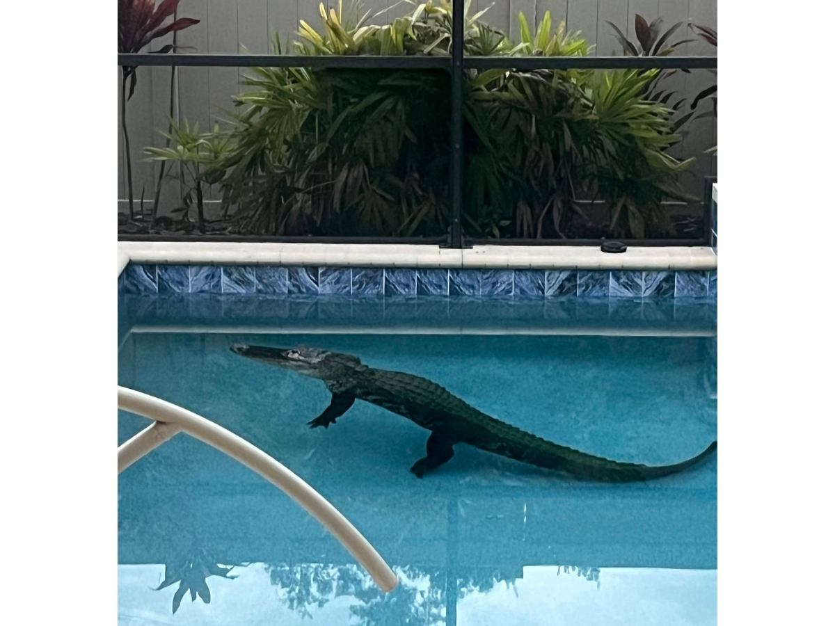 A large 9-foot, 4-inches-long alligator gave a Venice homeowner a scare after breaking into a screened-in pool enclosure to take a swim.