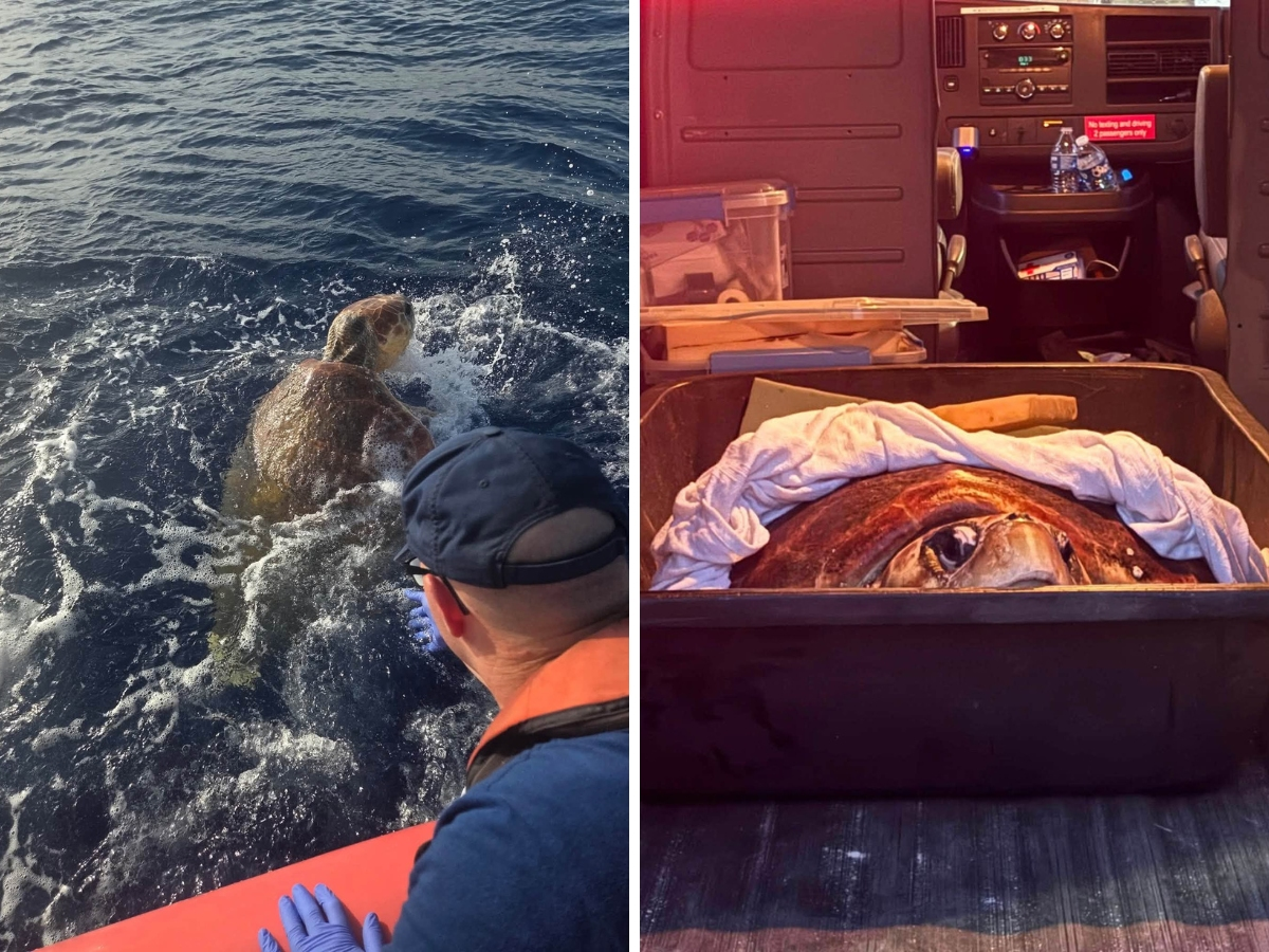 A U.S. Coast Guard Station Key West boat crew and the Marathon Turtle Hospital worked together Sunday to rescue a large distressed loggerhead sea turtle about 7 miles south of Sugarloaf Key. 