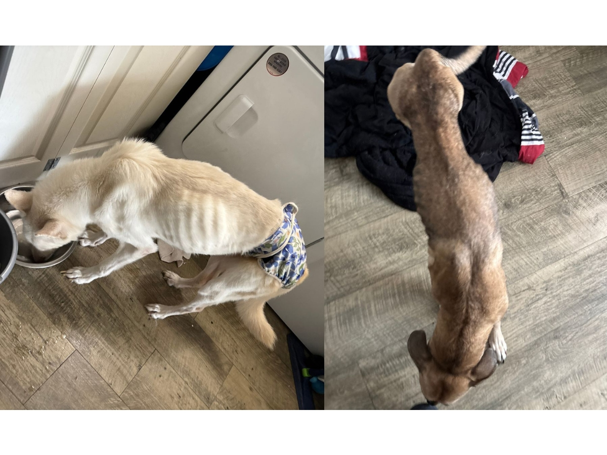 Two dogs were removed for care after they were found extremely underweight at a Hillsborough County apartment, deputies said.