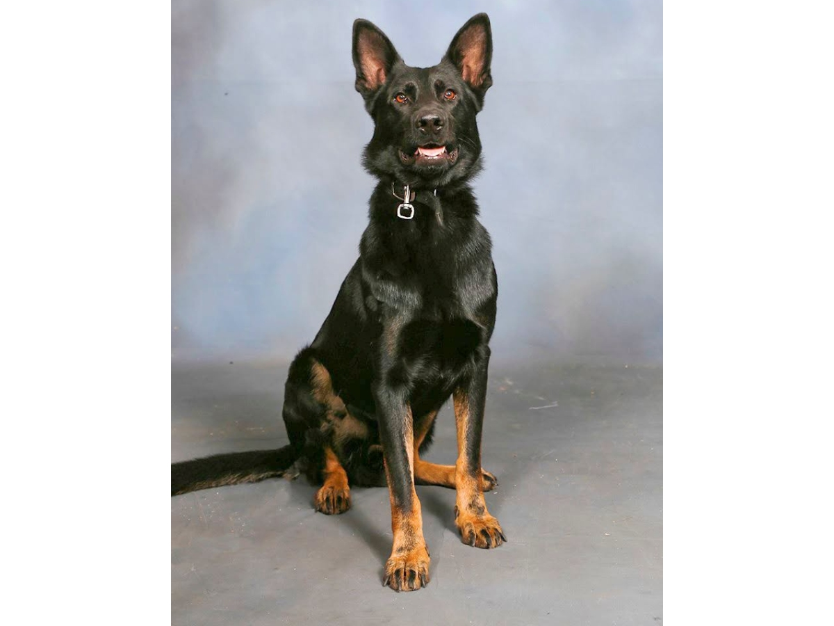 A Polk County Sheriff's Office K-9 was critically wounded and a man wanted on felony charges was killed Thursday evening after he opened fire on deputies attempting to arrest him, authorities said.