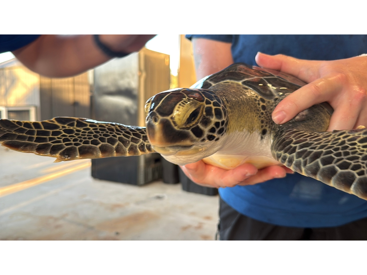The FL Aquarium released four rehabilitated green sea turtles in the Atlantic Ocean after months of care. 