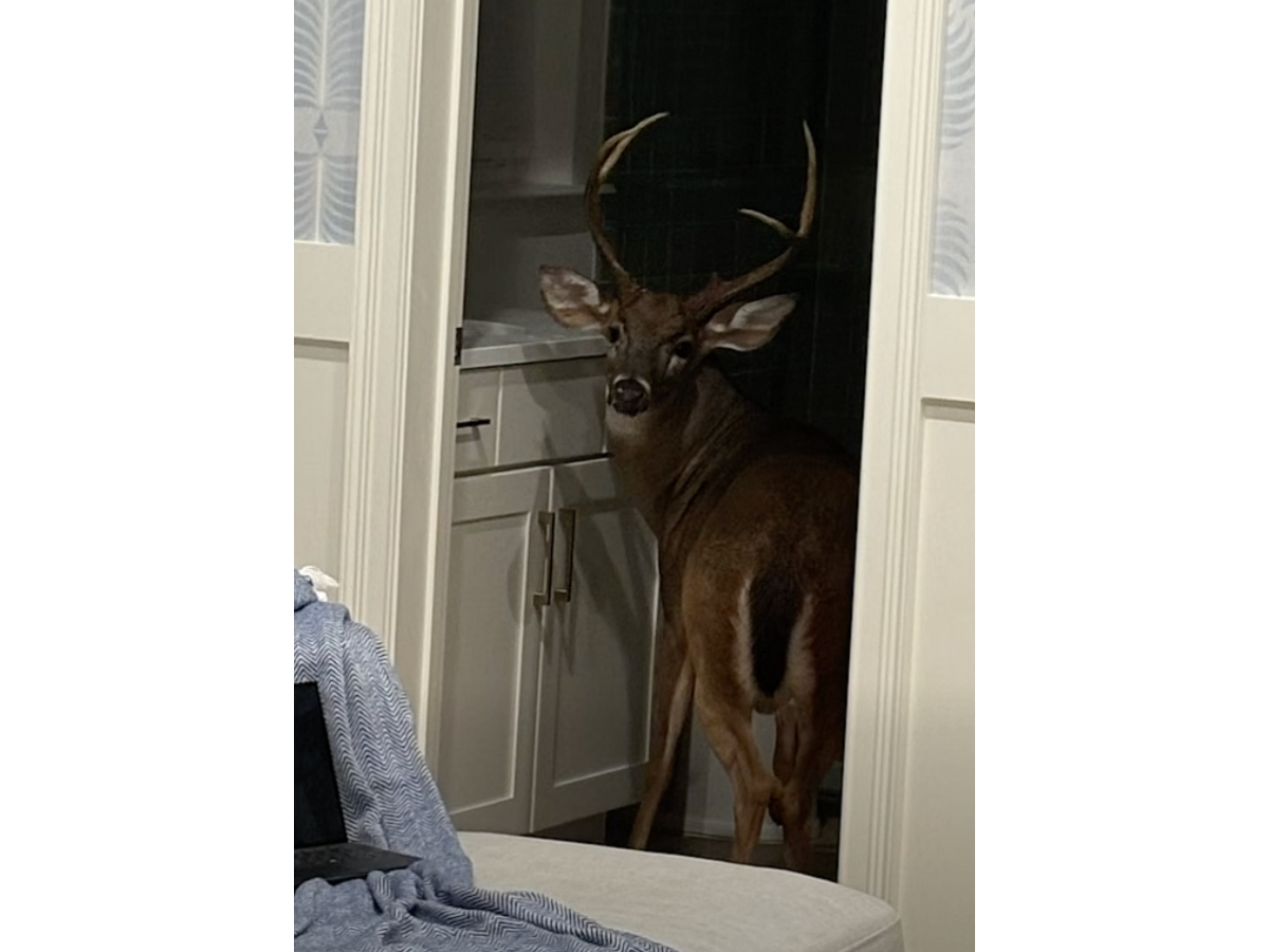 Deputies helped a large buck stuck in the bathroom of a St. Johns County home get back to the woods. 