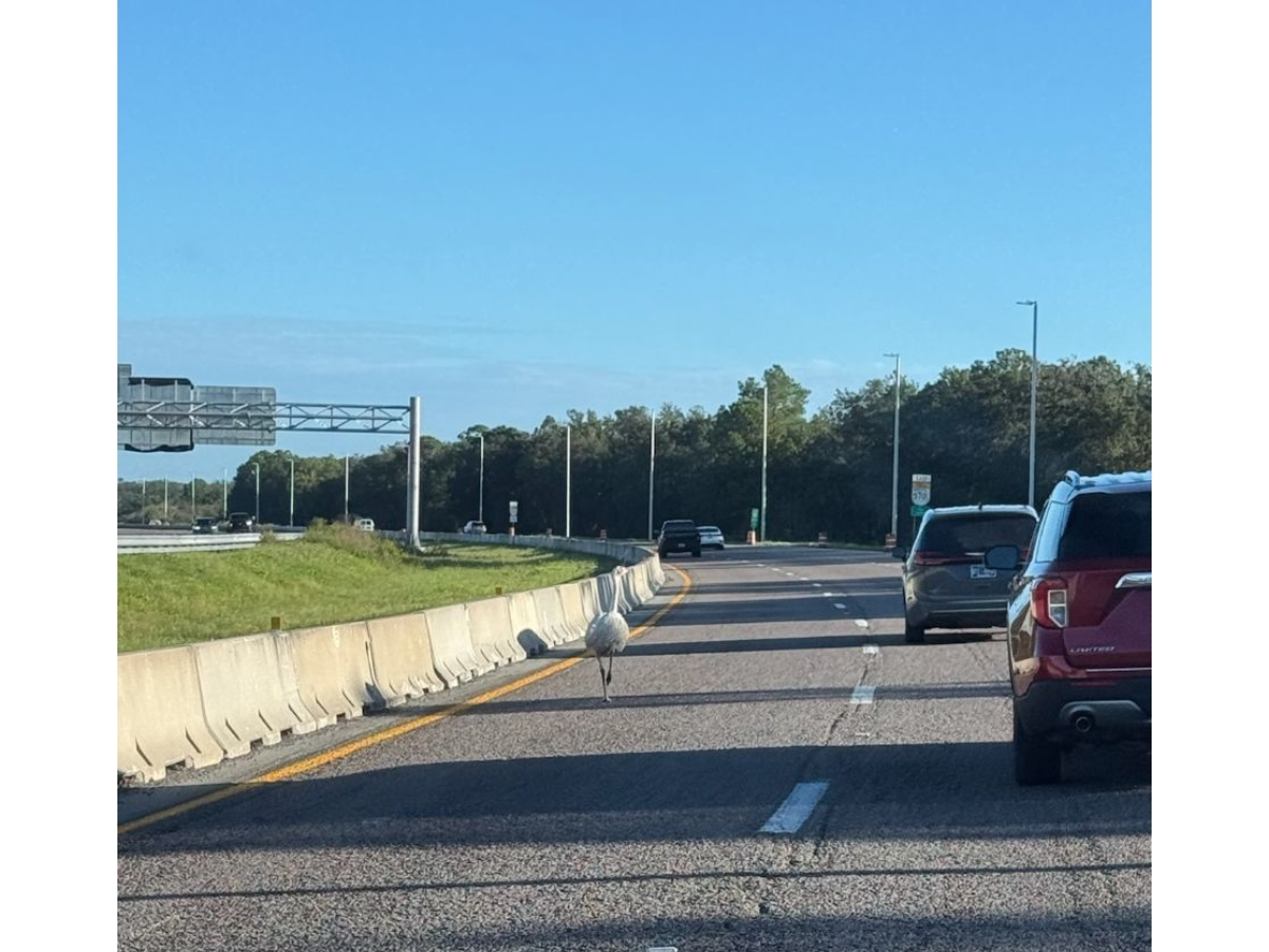 An emu wandered onto Polk Parkway before Florida troopers corralled the flightless bird to safety.