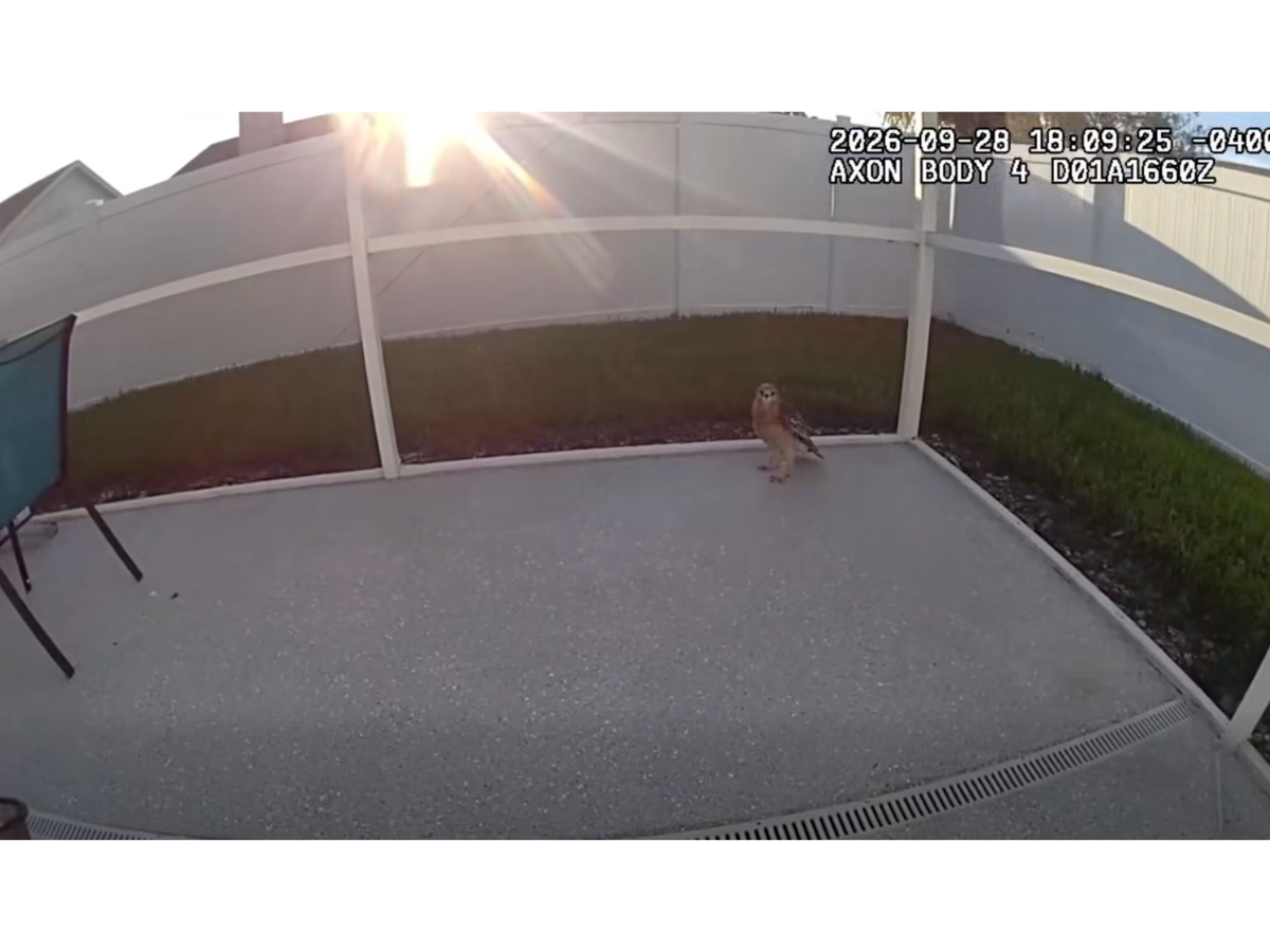 Watch a Hillsborough County deputy rescue a frightened hawk that got trapped in the screened-in pool enclosure at a Tampa home.