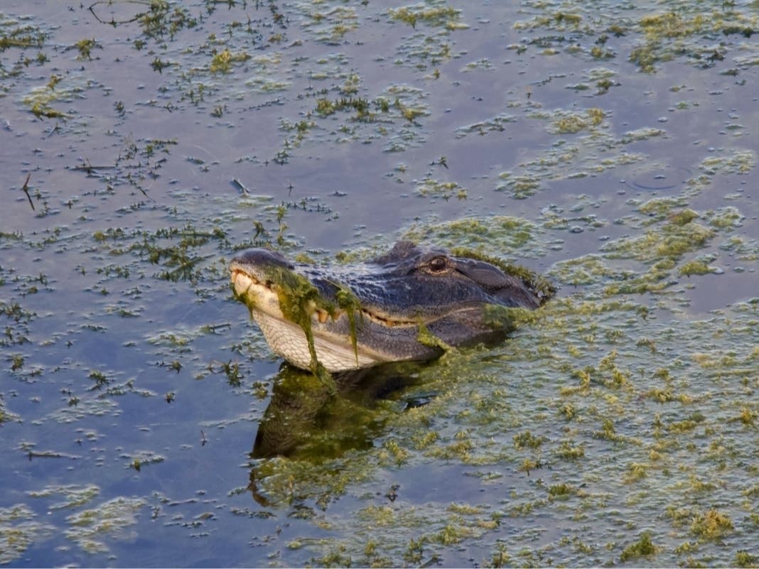 Fisherman Killed By 12-Foot Gator At Central FL Lake
