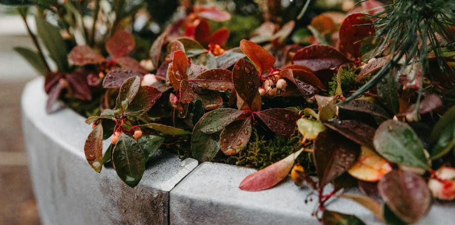 Cheekwood Gardening School: Festive Winter Containers
