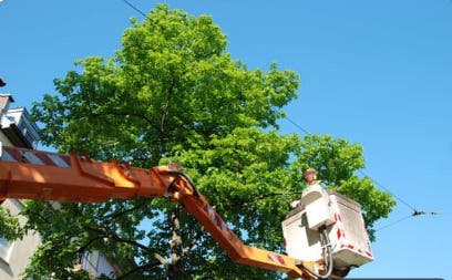 Vienna Tree Service & Landscaping