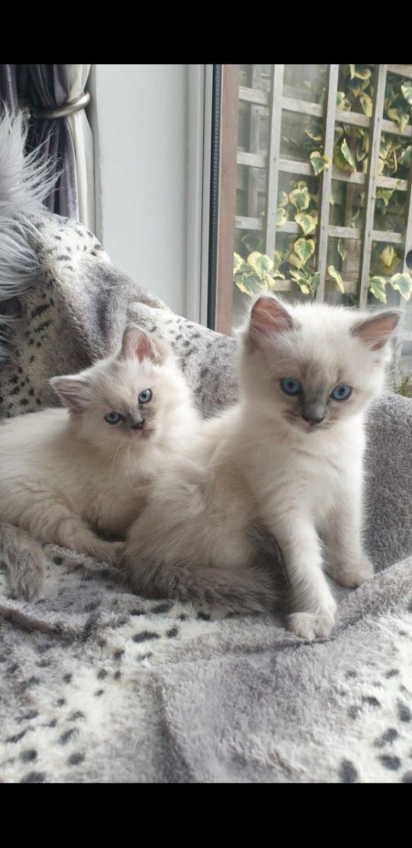 Ragdoll Kittens looking for loving homes Phoenix, AZ Patch
