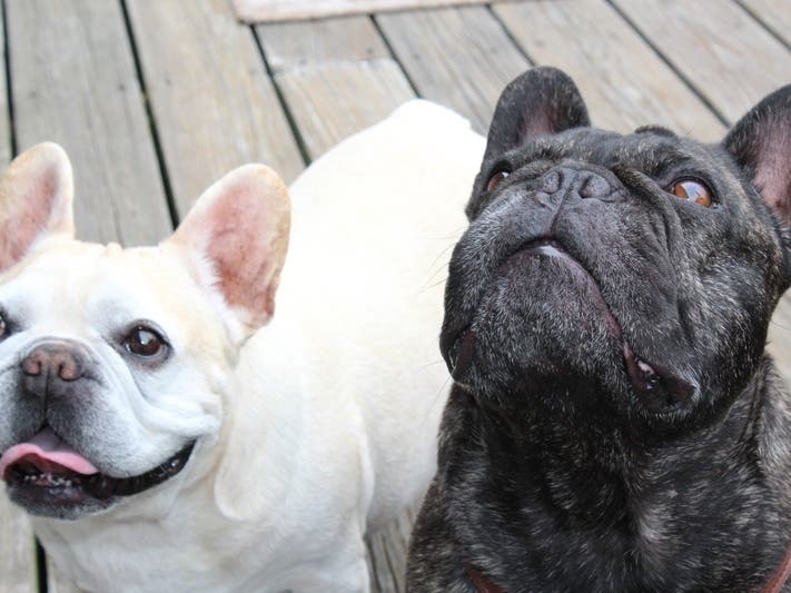 The Better Business Bureau has received puppy scam complaints about the supposed French bulldog breeder  "Divine Franchise Home" in Waltham.