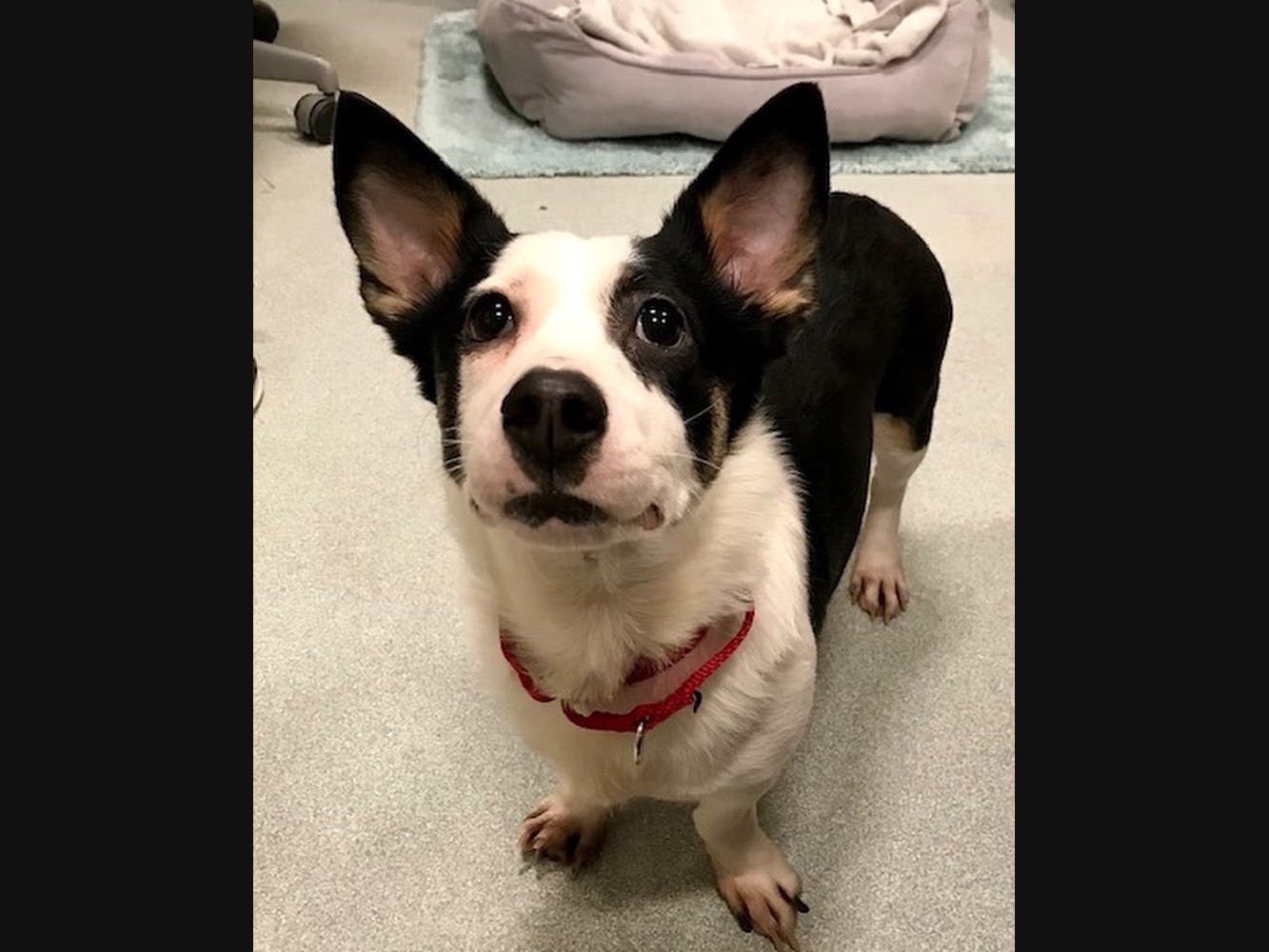 Police are investigating after a dog was found taped inside a box in a Porta Potty in Brookline Thursday night.