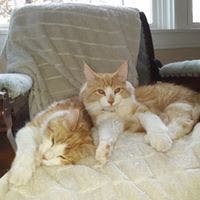 Lost cat