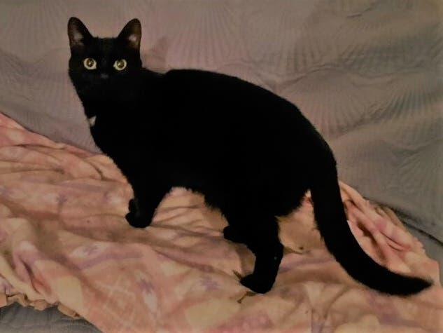 Moonlight is a seven year-old cat who is looking for her furever home. If you would like to find out more about Moonlight contact Friday's Rescue Foundation at 860-501-3036.