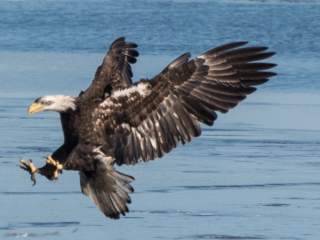 This week's photo contest winner is Richard Spearrin with this amazing eagle in motion shot from Riverside Landing in Essex.