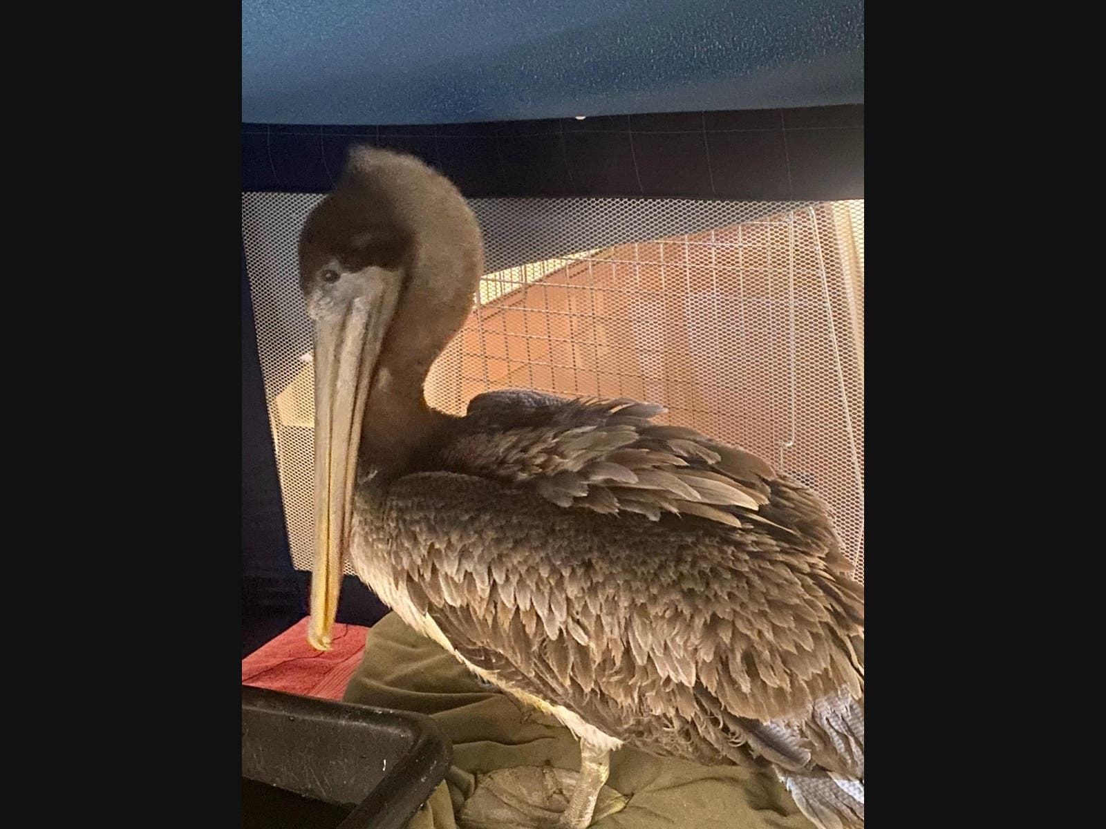 The young, rescued Brown Pelican, found at the Essex docks, is hitching a ride to warmer weather via a mother daughter pilot team.