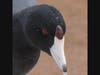 American Coot