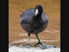 American Coot