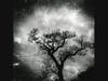 Amanda Tinker, Untitled, From the series Instinct and the Garden, 2001