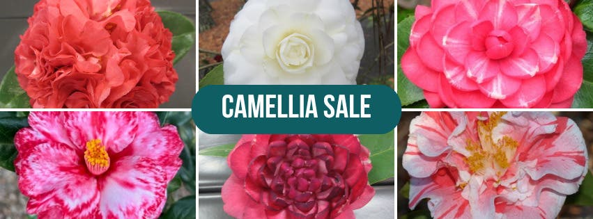 Camellia Sale at Peachtree Road Farmers Market