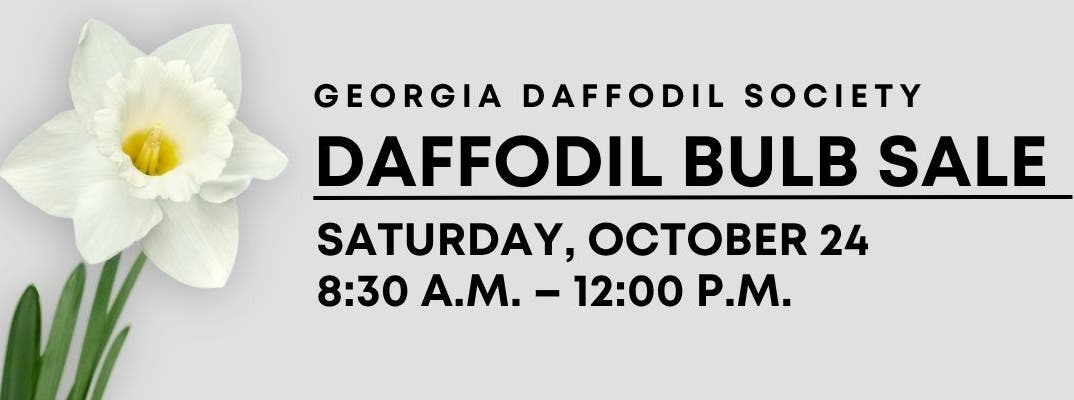 Daffodil Bulb Sale at Peachtree Road Farmers Market