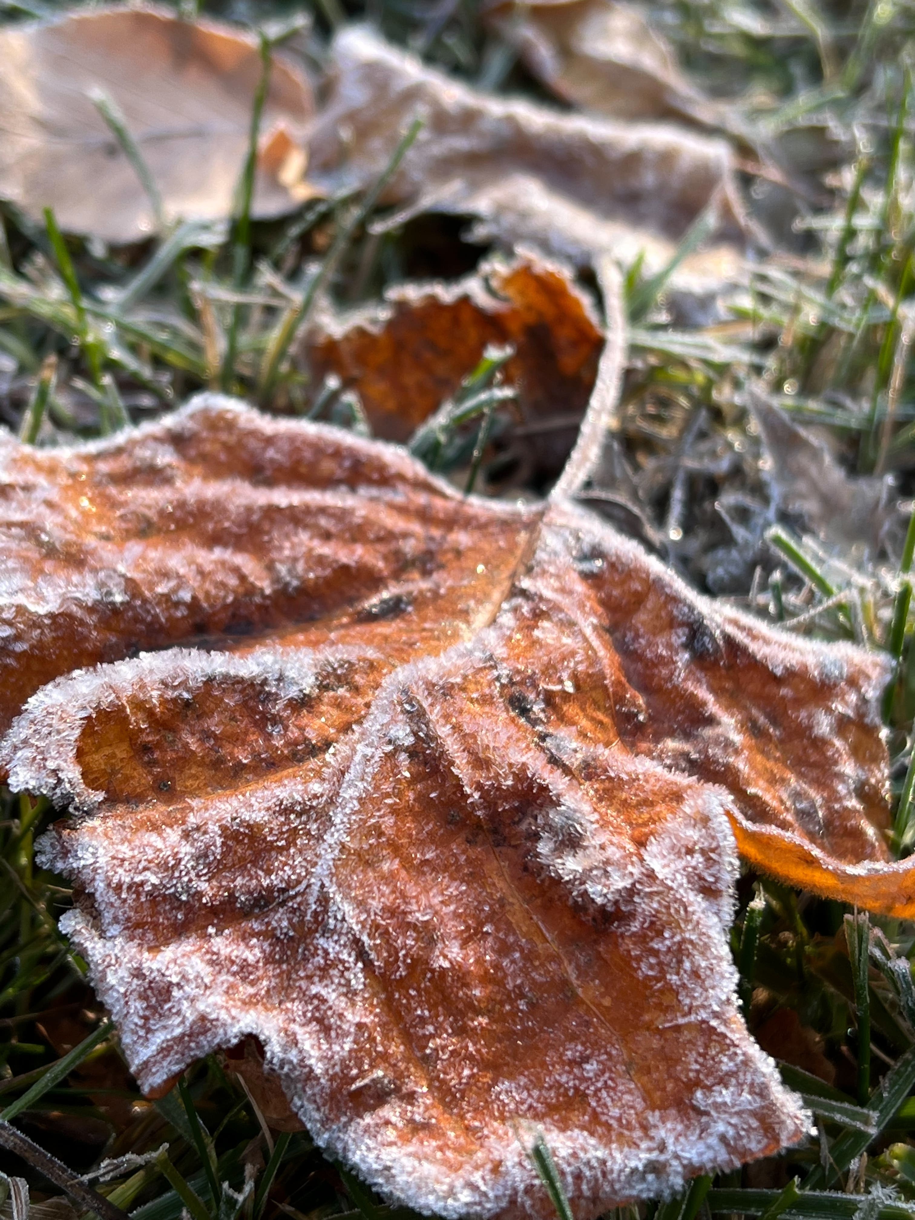 Frosted Leaf
