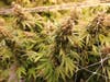 Patton Family’s heritage organic agriculture, community service, and veteran advocacy grows in Worcester County with homegrown cannabis
