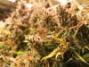 Patton Family’s heritage organic agriculture, community service, and veteran advocacy grows in Worcester County with homegrown cannabis