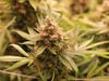 Patton Family’s heritage organic agriculture, community service, and veteran advocacy grows in Worcester County with homegrown cannabis