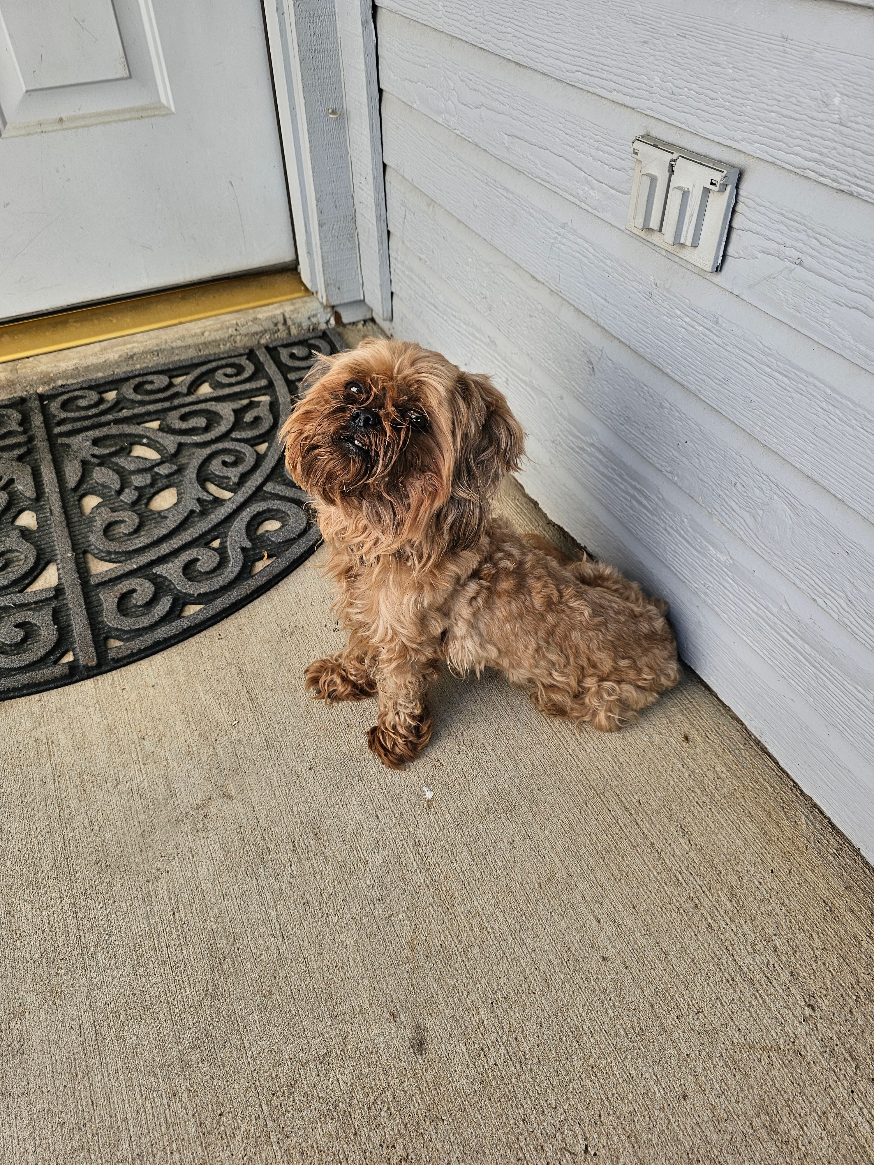 Lost Shih tzu found 