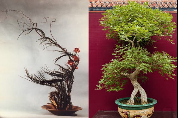 Mar 21 | The Art of Ikebana and Bonsai | Farmington, CT Patch