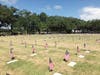 Thousands of flags placed at Bay Pines National Cemetery (Image credit Pam Hinds)