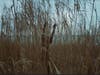Trécha Jheneall, "A Dying Living Fossil," photograph