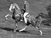 A Tennessee Walking Horse performs the abusive and artificial pain-based 'Big Lick' gait created by the practice of soring the Horse Protection Act seeks to stamp out 