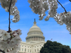 Capitol Dome amidst cherry blossoms 