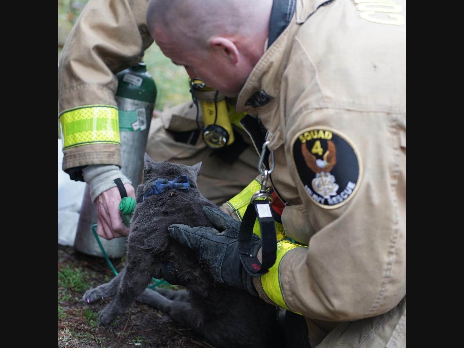 Unconscious Cat Rescued From Marietta House Fire | Marietta, GA Patch
