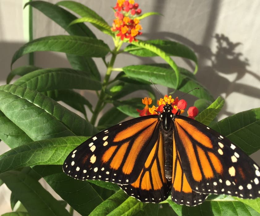 Monarch Butterfly Class and Garden Nursery Tour