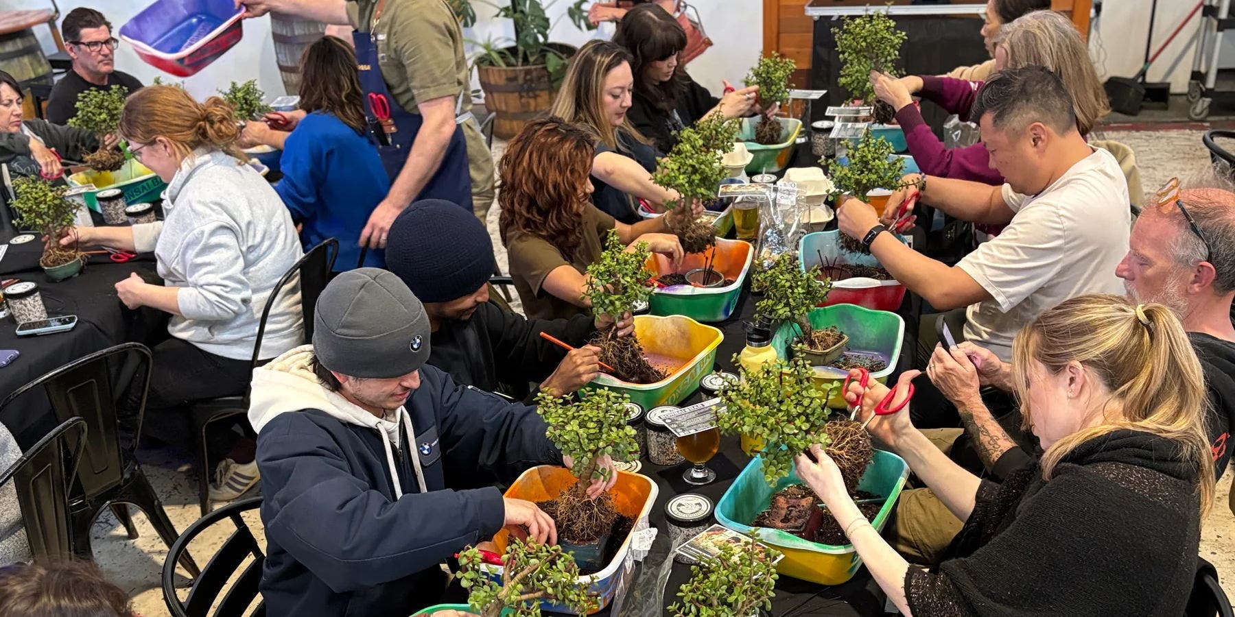 Nov 13 | Bonsai Workshop at Vector Brewing | Dallas, TX Patch
