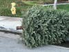 The Town of North Hempstead is encouraging residents to recycle their fresh-cut Christmas trees.
