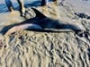 The dolphin was discovered stranded in mud at about 5:30 p.m. on Tuesday.