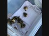 Nine ducklings found in a storm drain in the rear parking lot of the Glen Cove Police Station had a police deport to Mill Pond. 