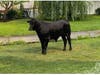 An escaped bovine that a Suffolk County’s Society of Prevention of Cruelty veterinarian thinks is probably a steer was photographed loose in the Mastic-Shirley area on Tuesday morning.