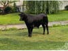 A bull that broke free from a farm in Manorville is still on the loose. 