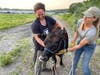 The lady’s charms were still not enough to lure the bull from his hiding place. Norma Jean the cow is seen here with John DiLeonardo and a rescuer from Jaegers Run Animal Rescue.