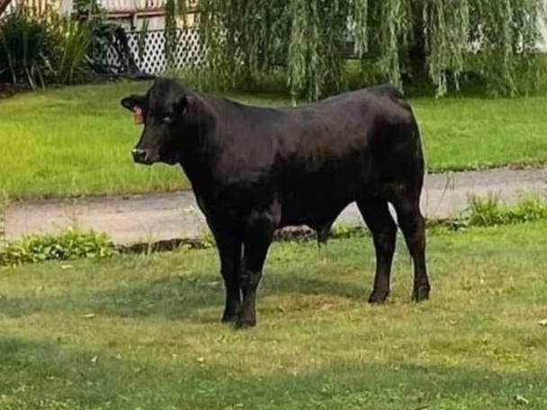 The ‘Mastic Bull,’ which is now being called “Barney,” has caused quite a stir on the internet. 
