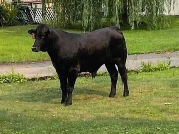 Ninety people have donated over $2,400 as part of a benefit for the New Jersey-based Skylands Animal Sanctuary and Rescue, which has plans to take in Barney once he is secured.
