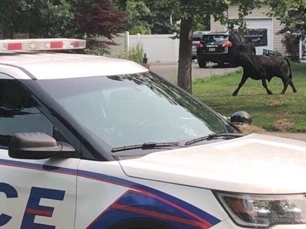 Suffolk County police’s Emergency Services Unit officers have been equipped with tranquilizer serum to stop the wayward bull in his tracks if he is reported seen out and about.