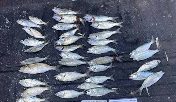 New York State Department of Environmental Conservation