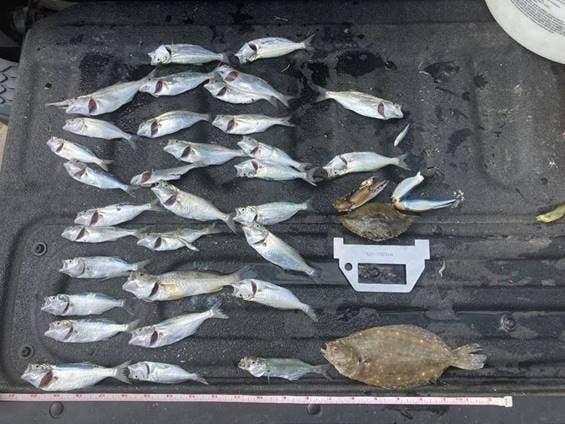 A group of fisherman were caught themselves — busted for using a cast net to illegally remove over 30 fish from the water at Captree State Park on Sunday, New York State Department of Conservation officials said.